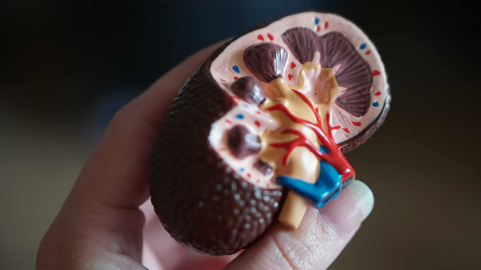 Illustration for the article: eGFR Explained: Reading Your Kidney Function Result in Ontario